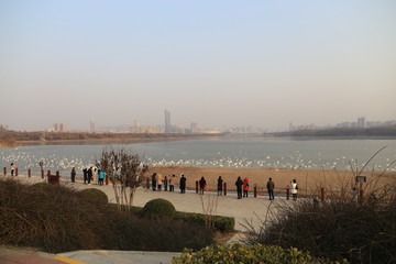 三门峡天鹅湖