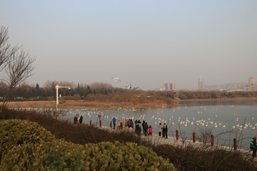 三门峡天鹅湖