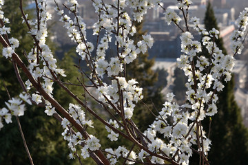 北京景山桃花开