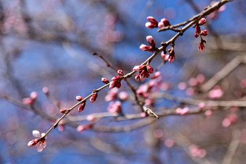 桃花花蕾