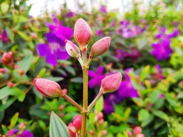 野牡丹花蕾