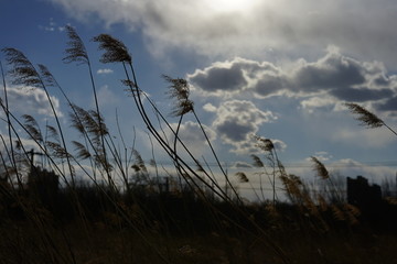 阳光白云芦苇干草丛