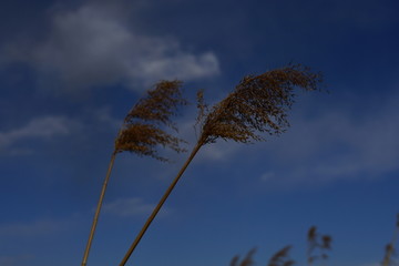 白云芦苇干草丛