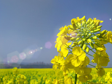 油菜花