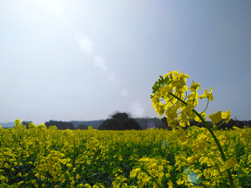 油菜花
