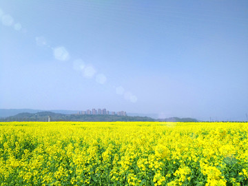 油菜花