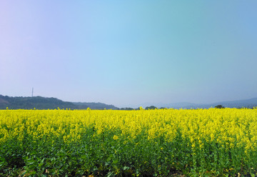 油菜花