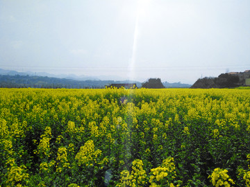 油菜花