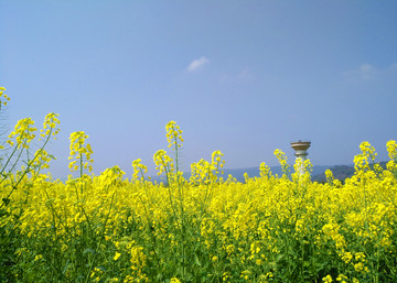油菜花
