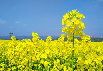 油菜花