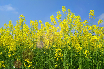 油菜花