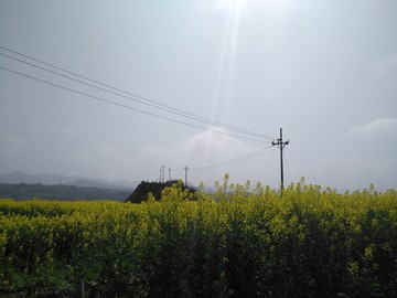 油菜花