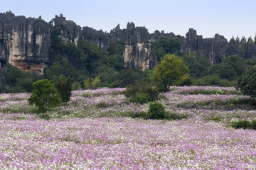 乃古石林风景区