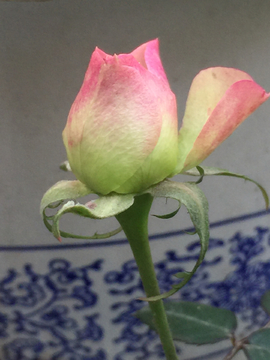 月季花
