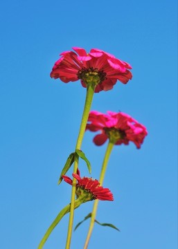 蓝天下的格桑花