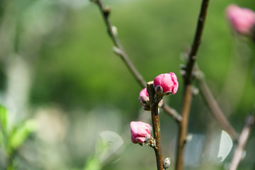 桃花园林