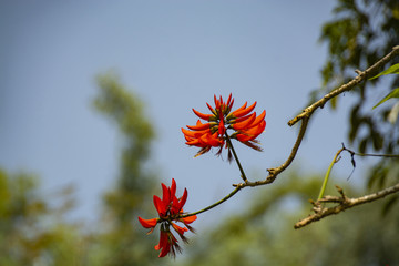 公园花草树木牛角花