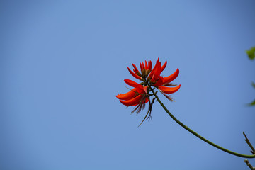 公园牛角花