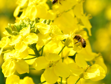 蜜蜂采油菜花