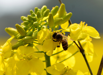 蜜蜂采油菜花