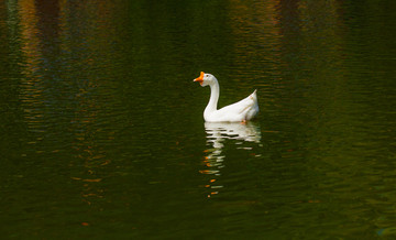 湖中的白鹅