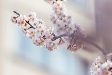 樱桃树开花