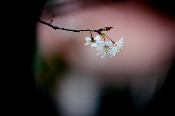 樱桃树开花