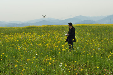 油菜花