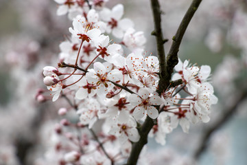 李子花