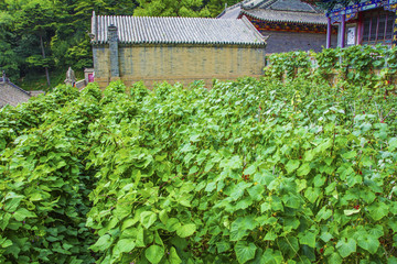 千山大安寺建筑与黄瓜架子