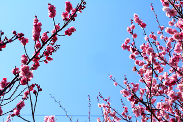 榆叶梅