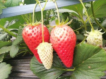 成熟与未成熟草莓