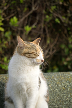 打盹儿的小猫