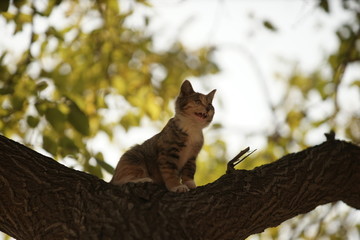 树上喵喵叫的小猫咪