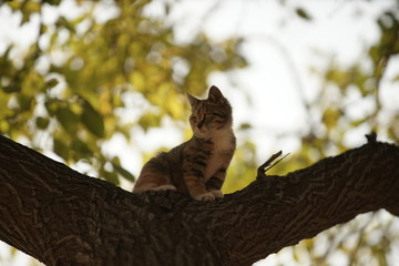 树上的小猫咪小花猫