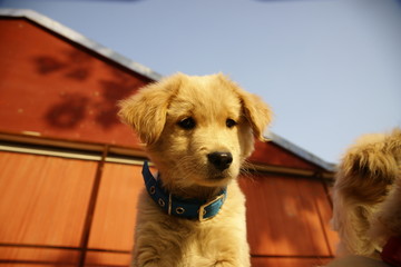 金毛幼犬特写