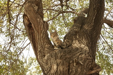 树上的小猫咪小花猫