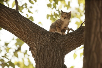 树上的小猫咪小花猫