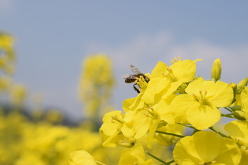 蜜蜂采蜜油菜花上的小蜜蜂