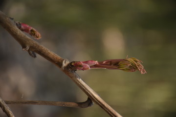 牡丹芽