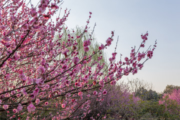 梅花