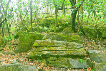 原始森林底部的岩石和苔藓