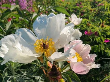 野生白芍