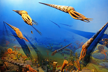 鹦鹉螺的海洋模型