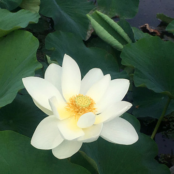 白莲花荷花