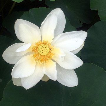 莲花荷花