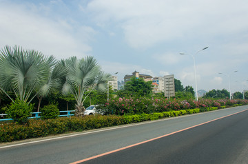 公路道路绿化