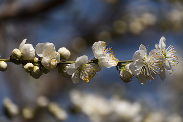 山桃花