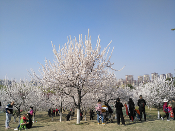 春日杏花