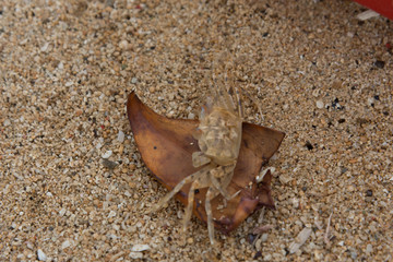 沙滩蟹沙蟹